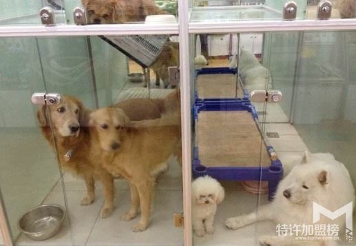 真实开店加盟故事三 夫妻创业另类宠物店加盟
