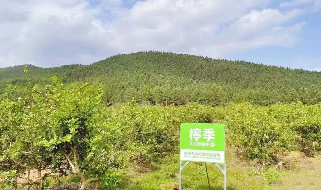 柠檬茶打响突围战：一品牌被字节跳动投资，4个月开店150+