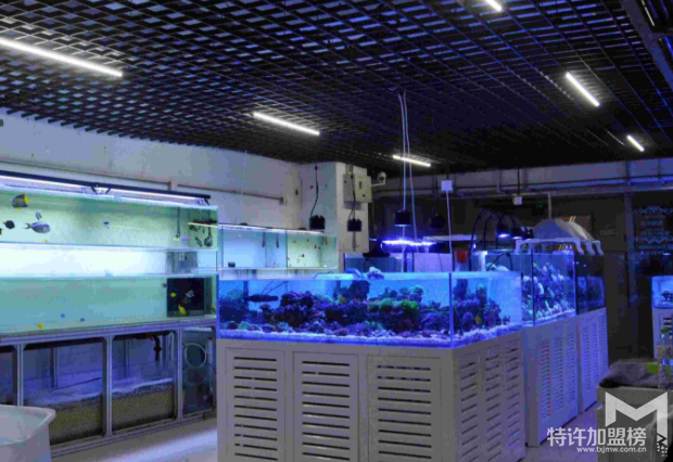 加盟水族店注意事项 怎样加盟水族店