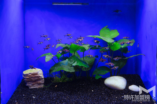 加盟水族店注意事项 怎样加盟水族店