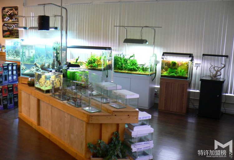 加盟水族店注意事项 怎样加盟水族店