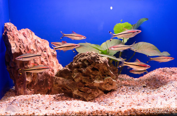 水族店加盟排行 水族店加盟哪个牌子好