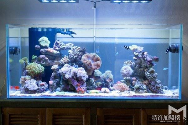 水族店加盟排行 水族店加盟哪个牌子好