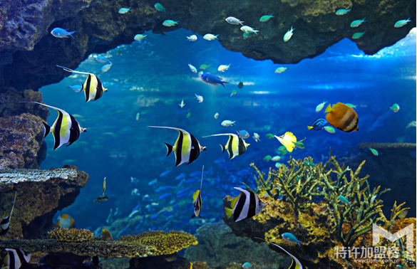 新手开水族店怎么进货